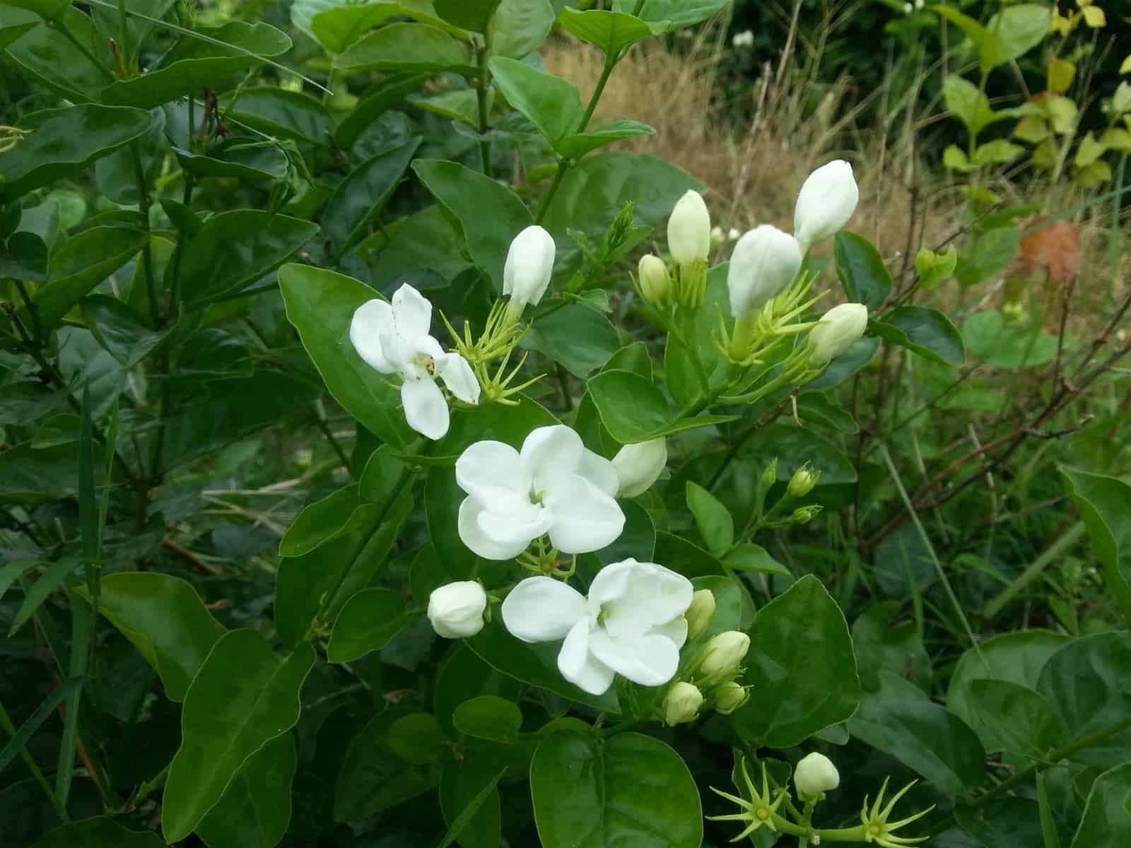 cây hoa ưa bóng mát