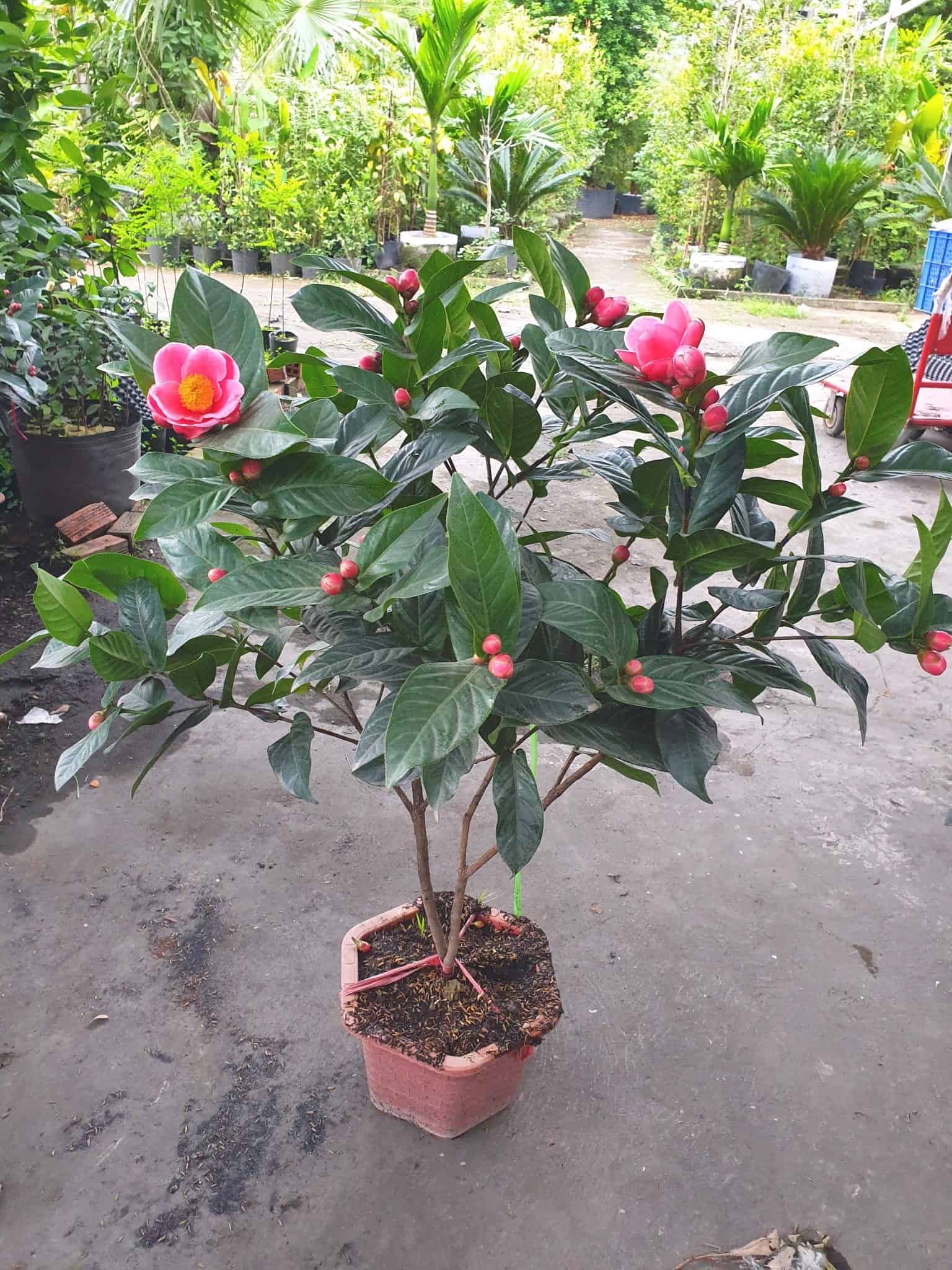 cây hoa ưa bóng mát