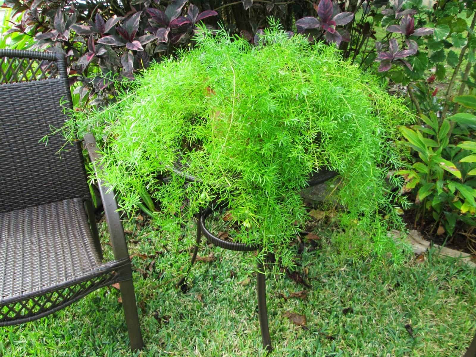 cây hoa ưa bóng mát