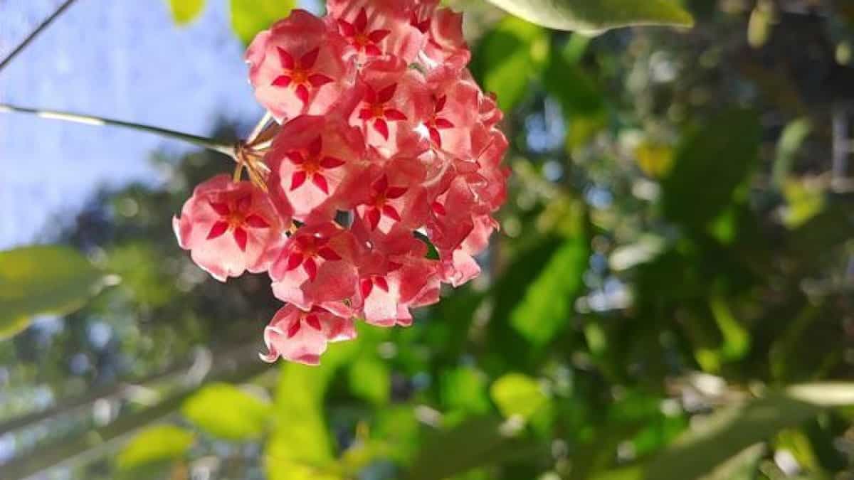 cây hoa ưa bóng mát