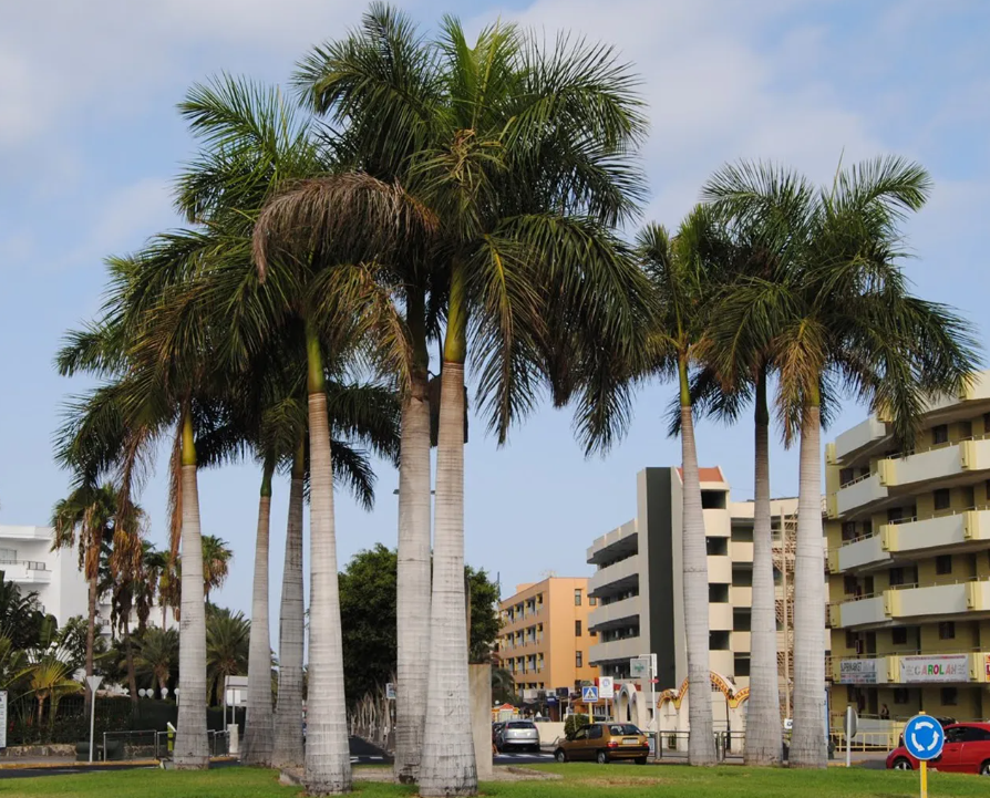 các loại cây cảnh đẹp ngoài trời