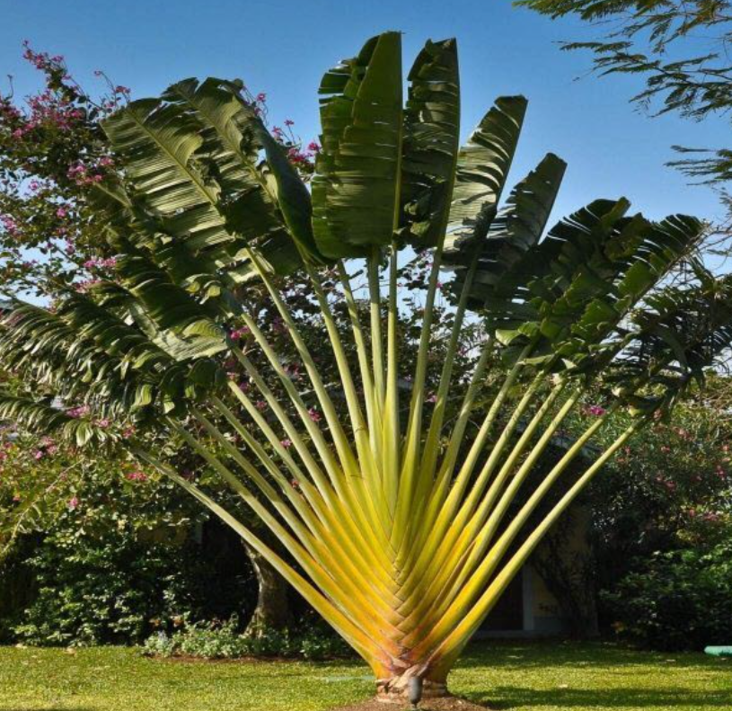 các loại cây cảnh đẹp ngoài trời