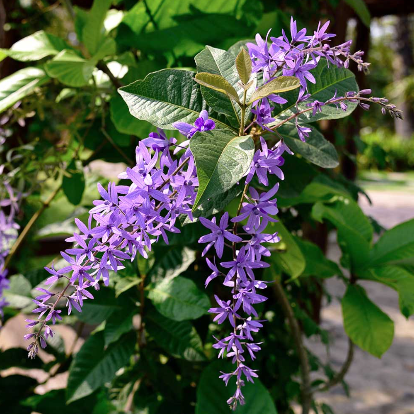 các loại cây cảnh đẹp ngoài trời