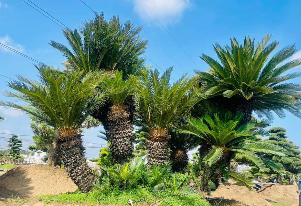 các loại cây cảnh đẹp ngoài trời