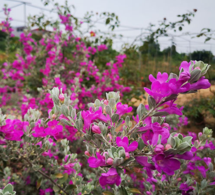 các loại cây cảnh đẹp ngoài trời