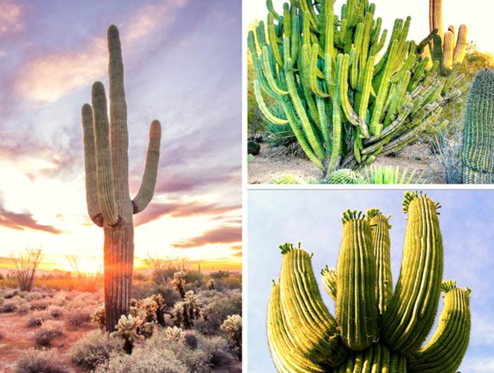 các loại cây cảnh đẹp ngoài trời