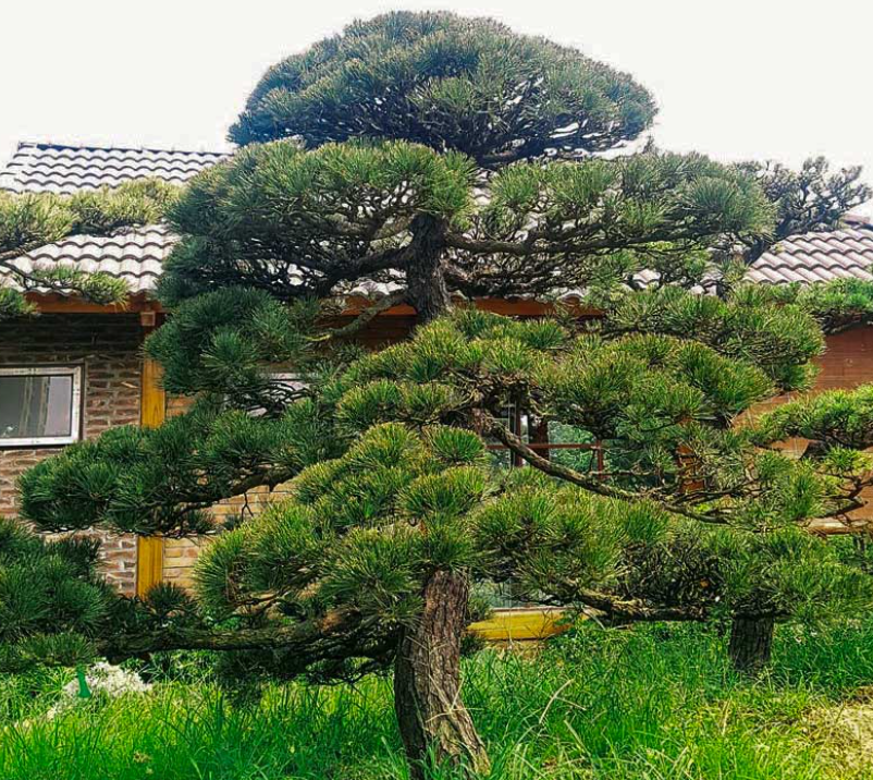 các loại cây cảnh đẹp ngoài trời