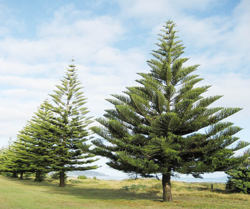 các loại cây cảnh đẹp ngoài trời