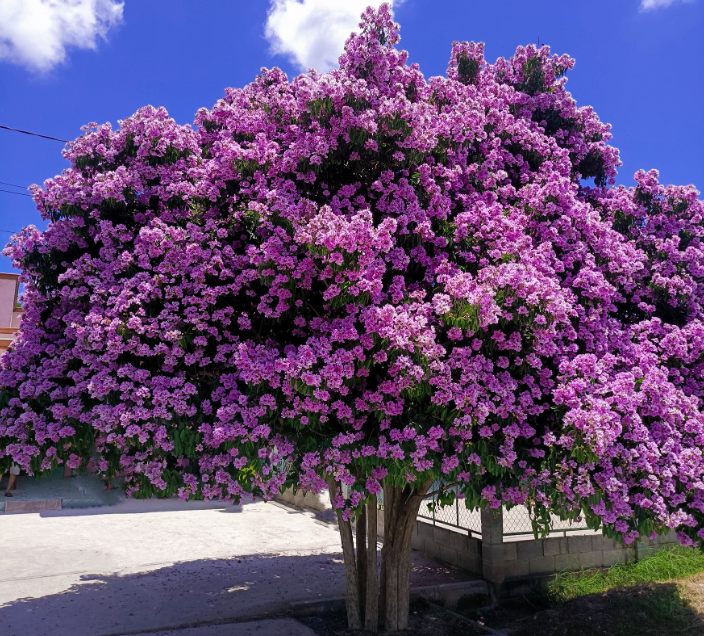 các loại cây cảnh đẹp ngoài trời