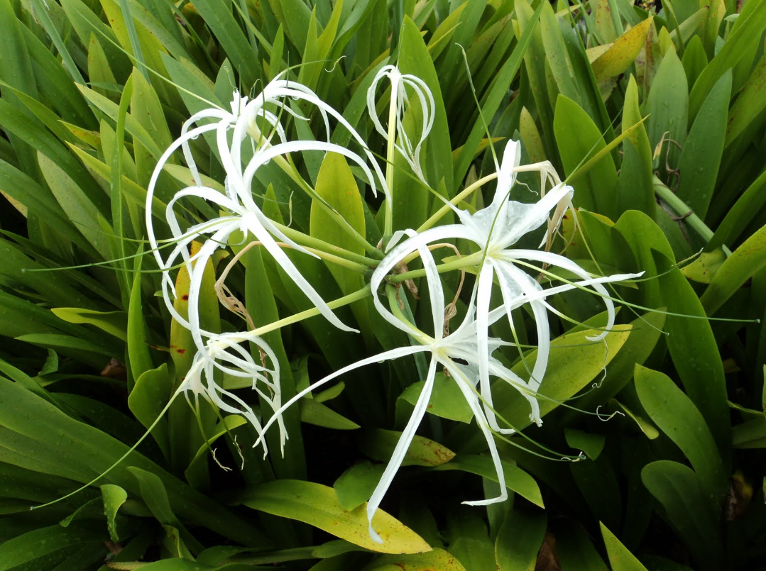 các loại cây cảnh đẹp ngoài trời