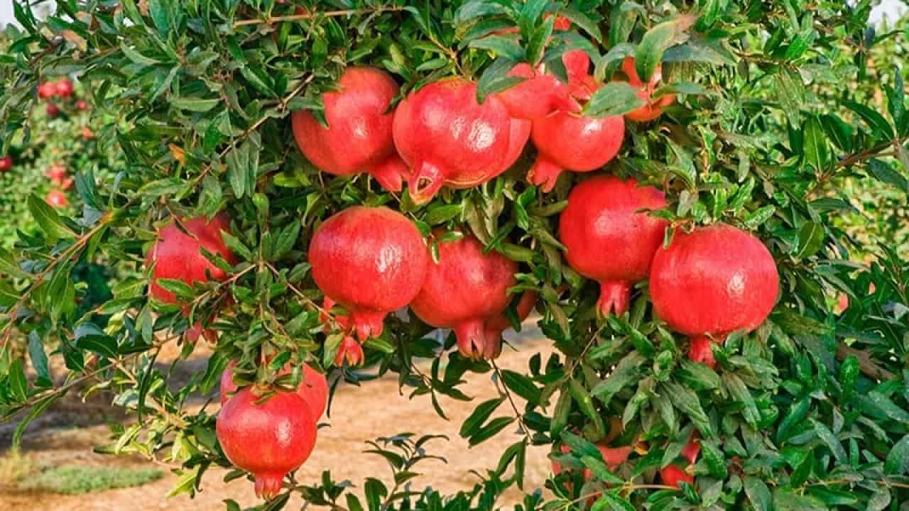 cây lựu trong phong thủy