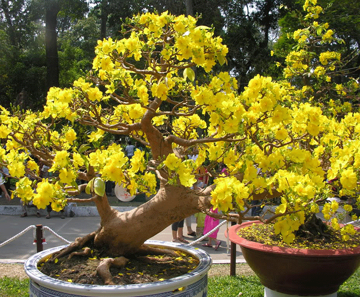 Mai tứ quý trồng trước nhà