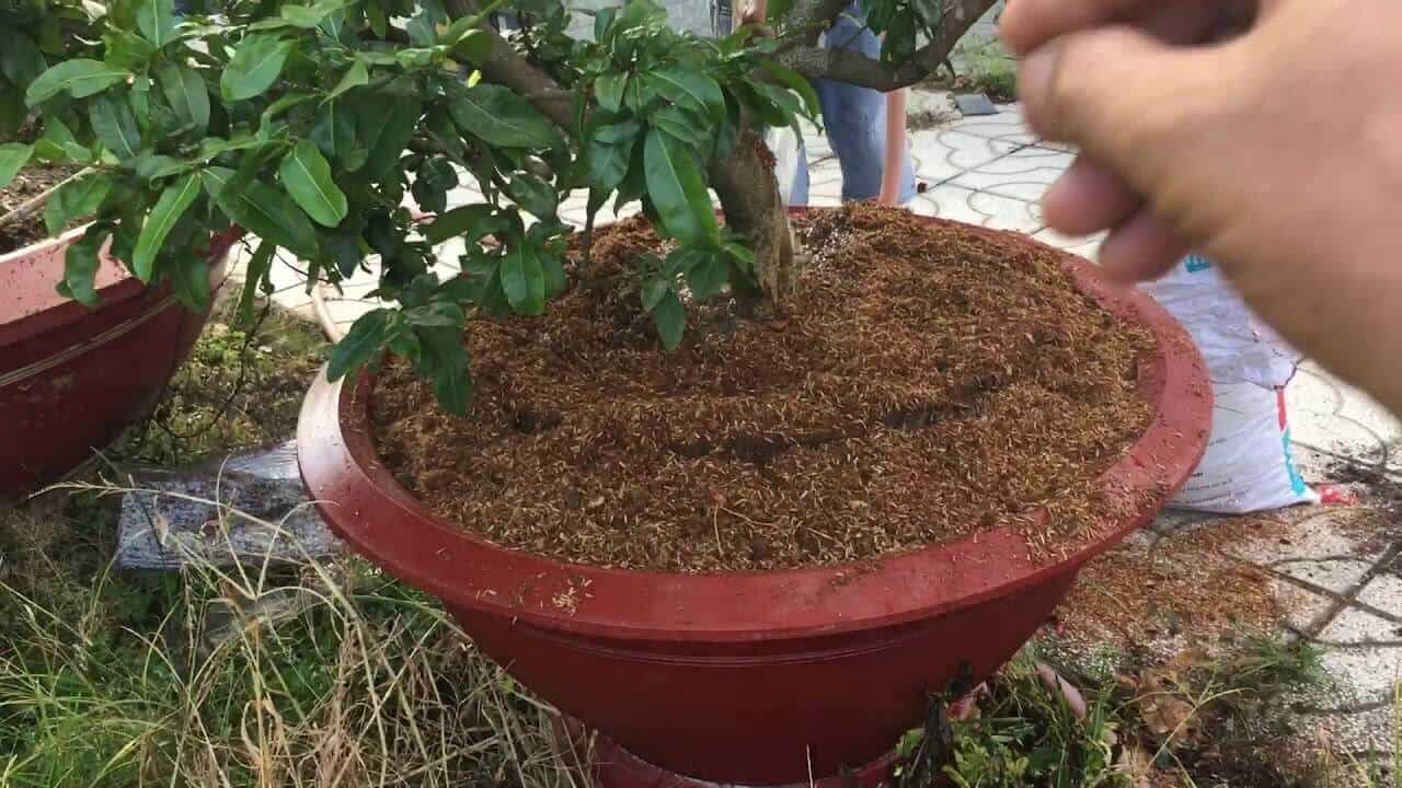 Phong thủy mai tứ quý trước nhà