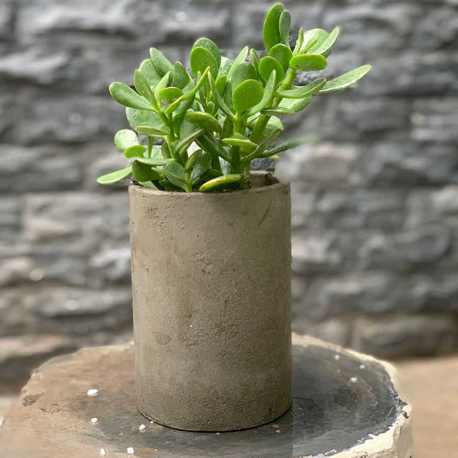 nên trồng cây gì trong vườn nhà