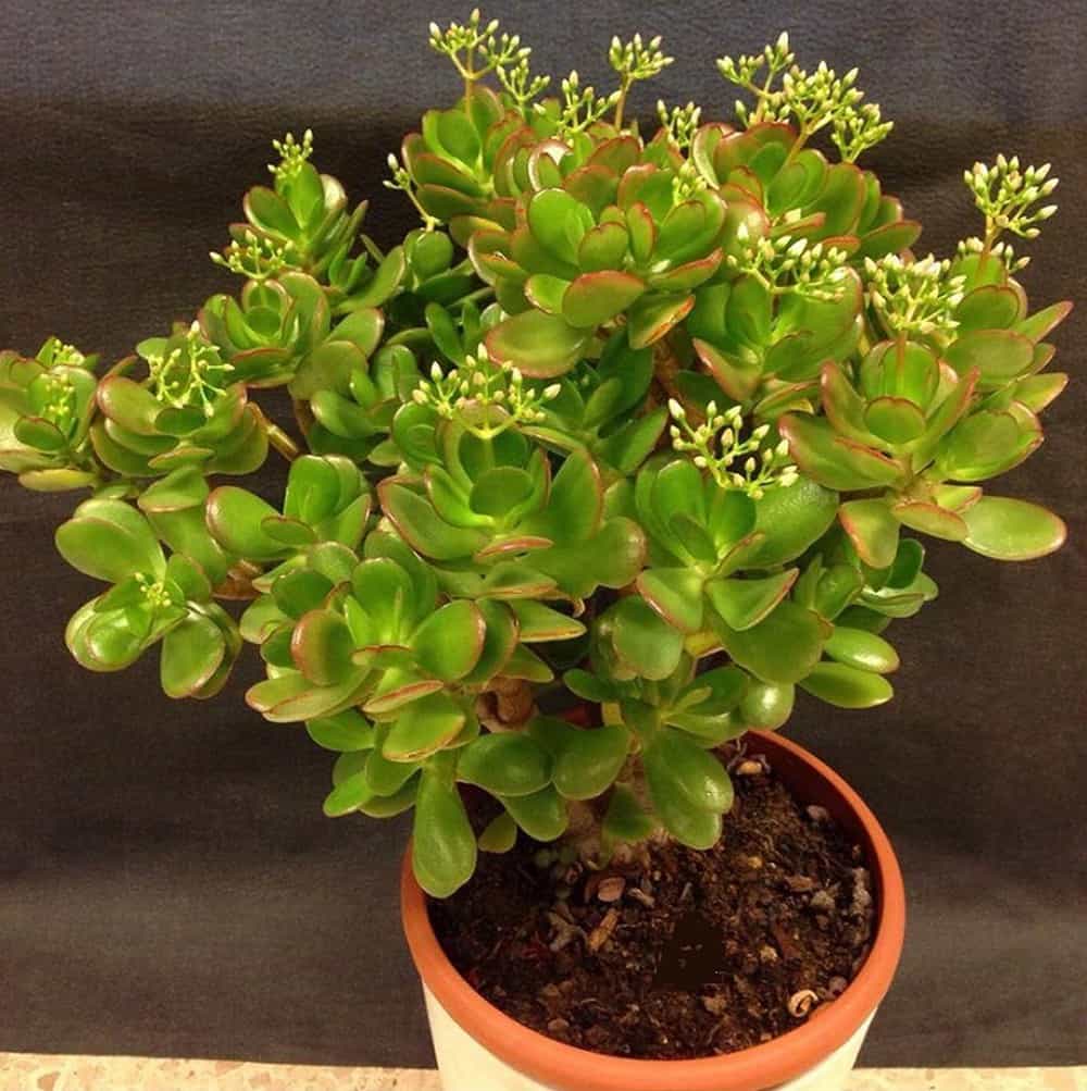 nên trồng cây gì trong vườn nhà