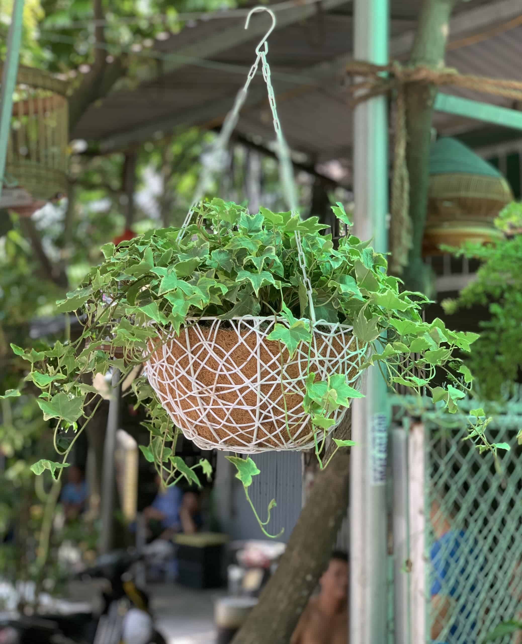 nên trồng cây gì trong vườn nhà