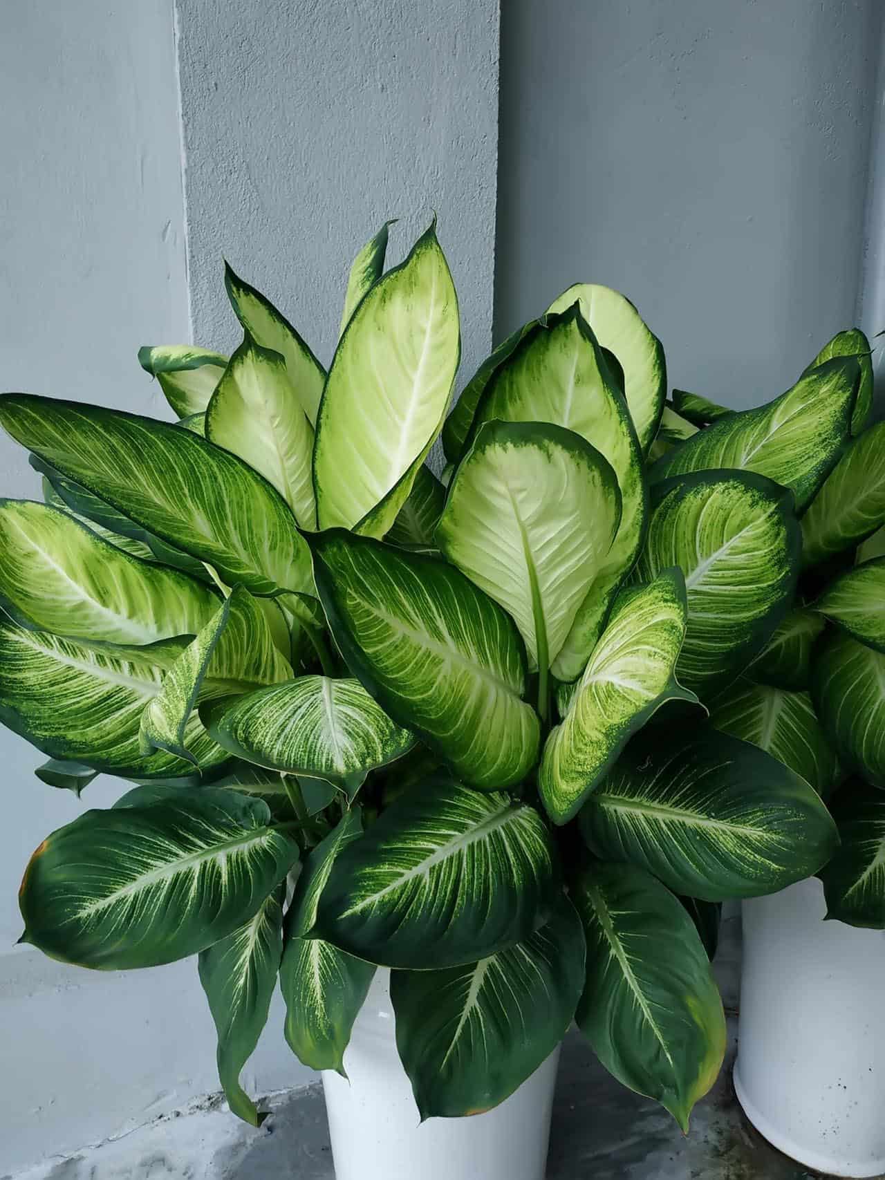 nên trồng cây gì trong vườn nhà