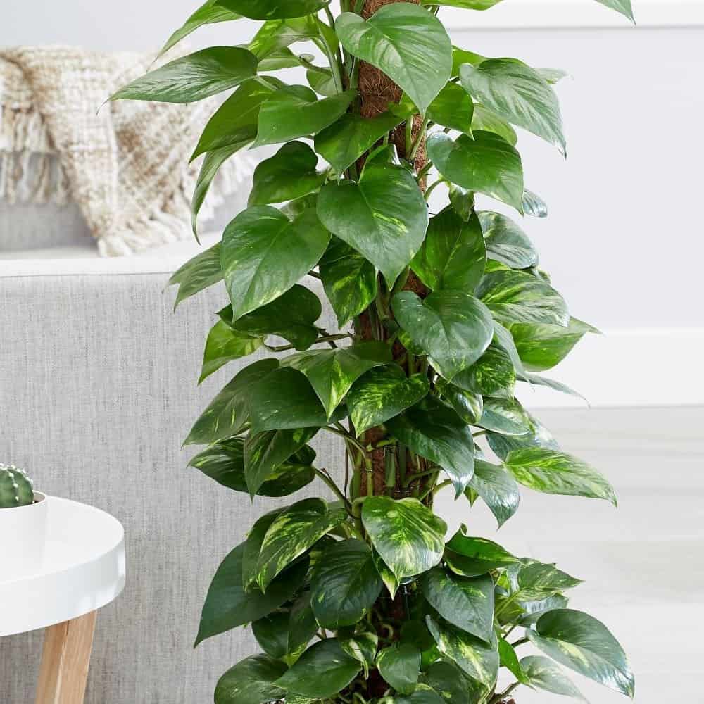 nên trồng cây gì trong vườn nhà