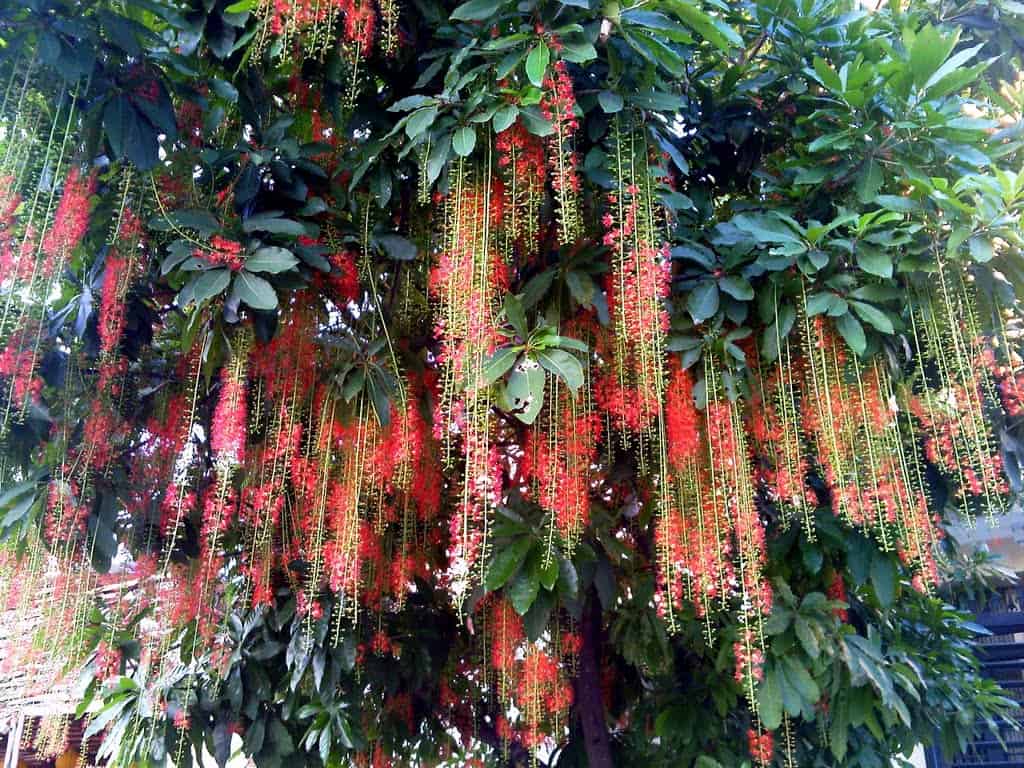 nên trồng cây gì trong vườn nhà