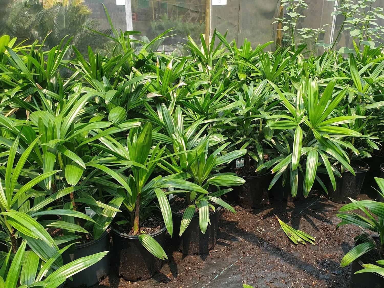 nên trồng cây gì trong vườn nhà