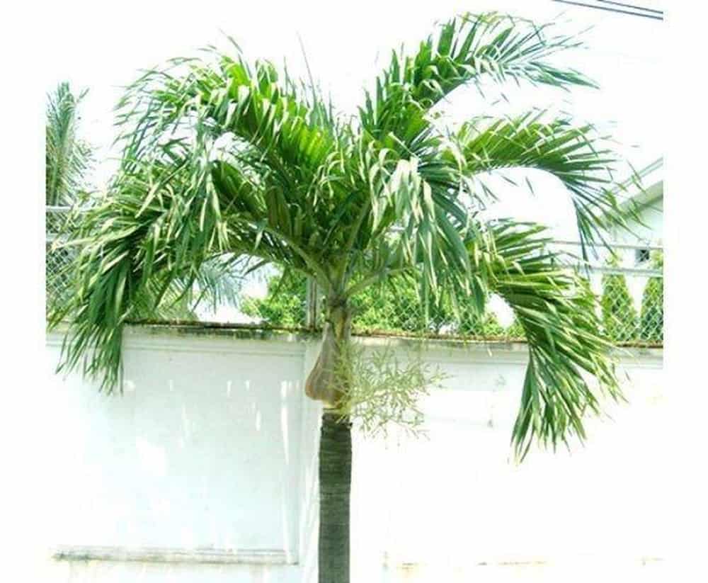 bố trí cây cảnh trong nhà theo phong thủy