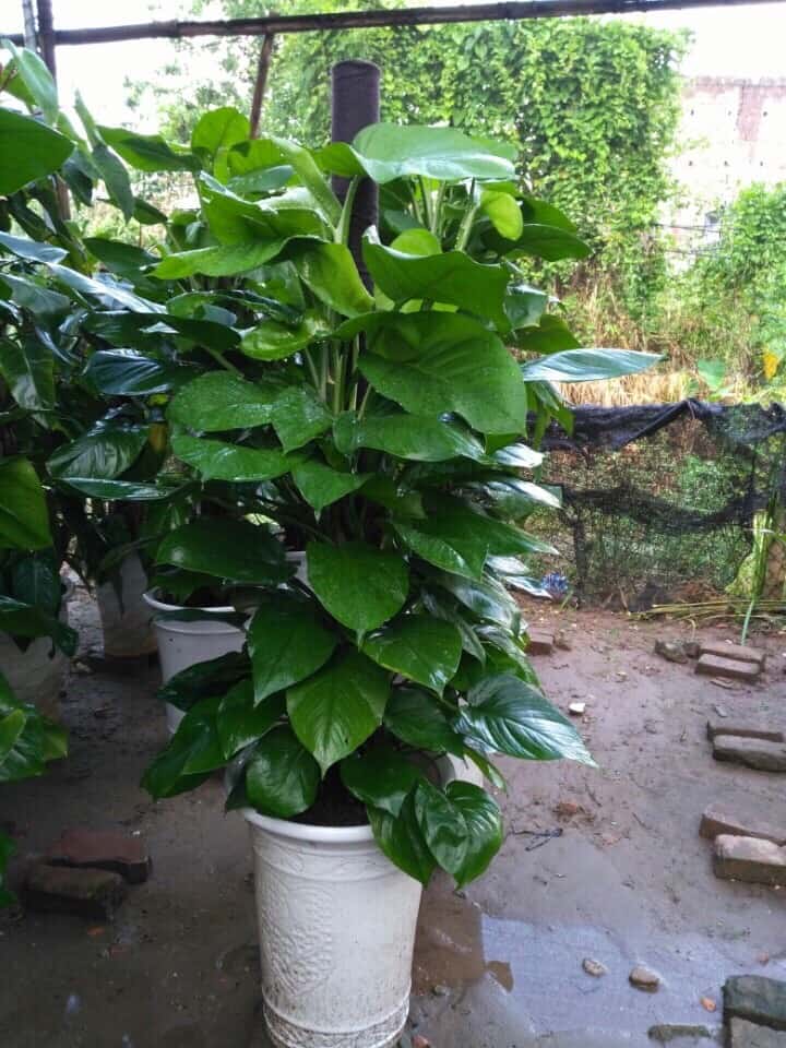 Cách bố trí cây xanh trước nhà hợp phong thủy