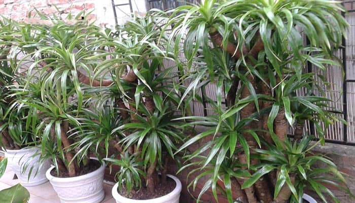 cách bố trí cây cảnh trong sân vườn