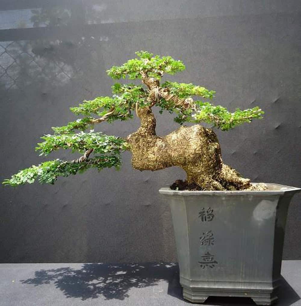 Cây cần thăng trong phong thủy