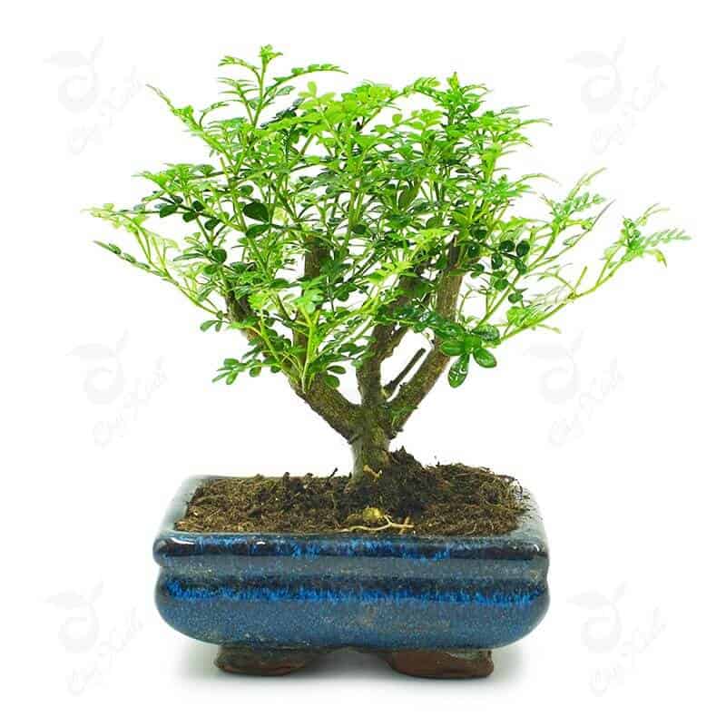 Cây Cần Thăng mang ý nghĩa trong phong thủy