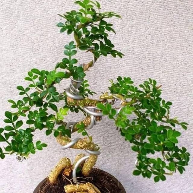 ý nghĩa cây Cần Thăng trong phong thủy