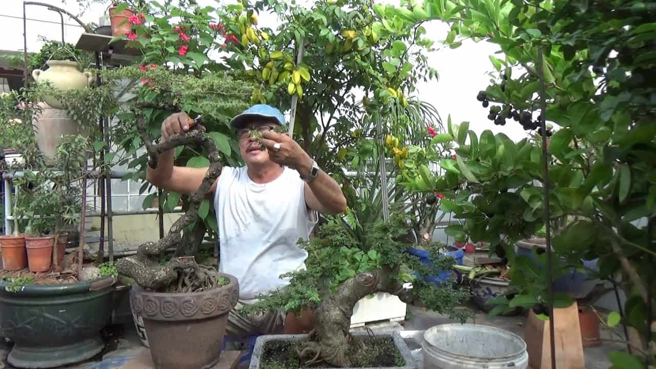 Phong thủy cây cần thăng