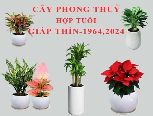 tuổi Giáp Thìn trồng cây gì trong nhà