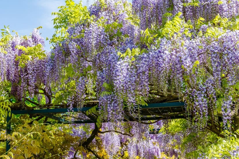 nhà hướng tây nên trồng cây gì trước nhà