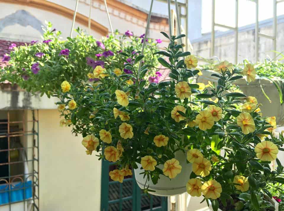 nhà hướng tây nên trồng cây gì trước nhà