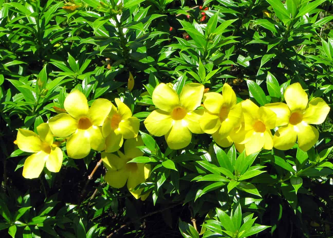 nhà hướng tây nên trồng cây gì