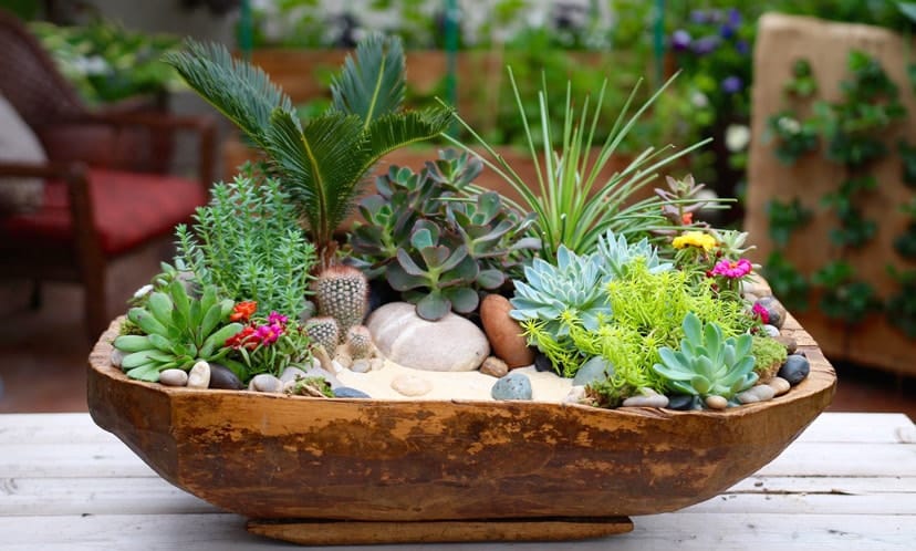 nhà hướng tây nên trồng cây gì trước nhà