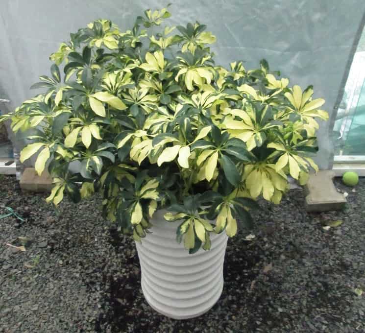 nhà hướng tây nên trồng cây gì