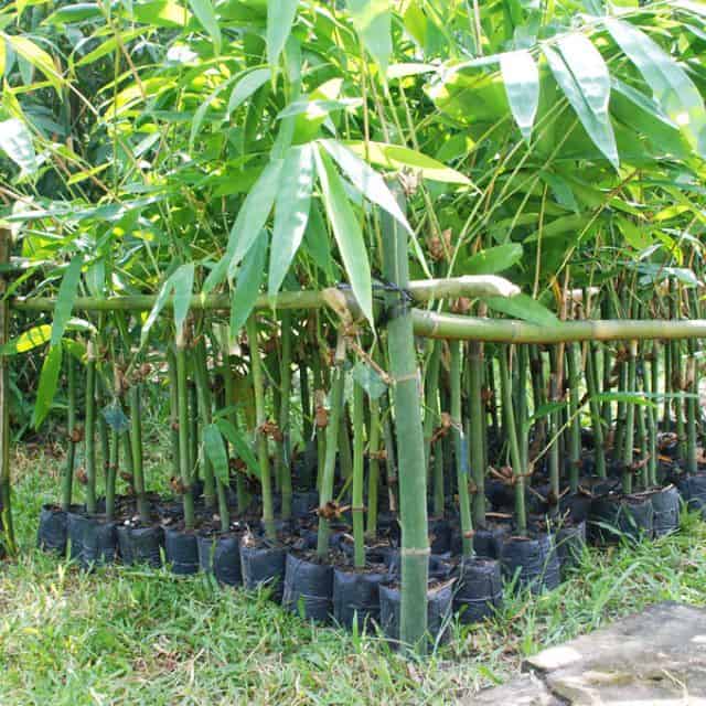 nhà hướng tây trồng cây gì cho mát