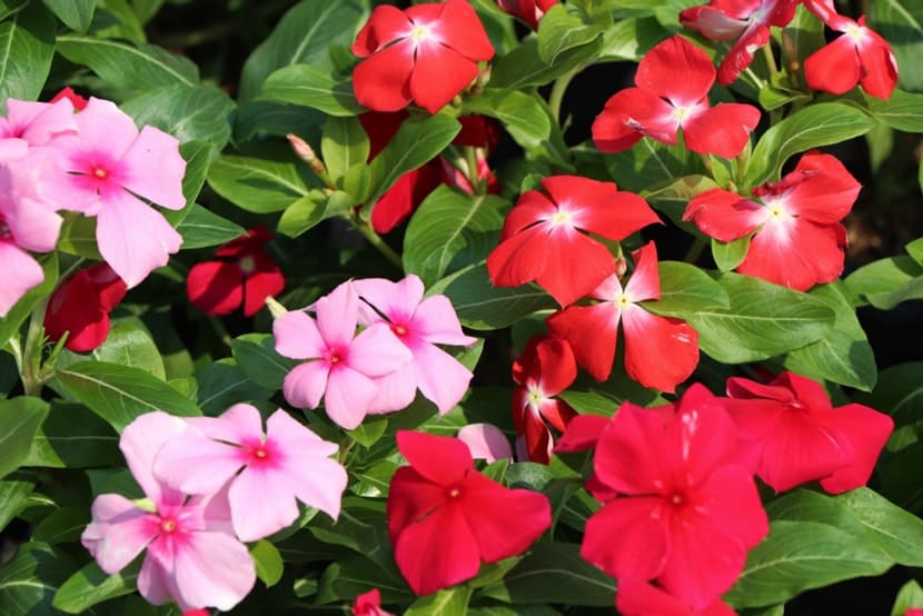 nhà hướng tây trồng cây gì cho mát