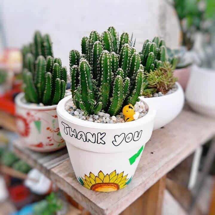 Trồng xương rồng trong phòng ngủ đẹp