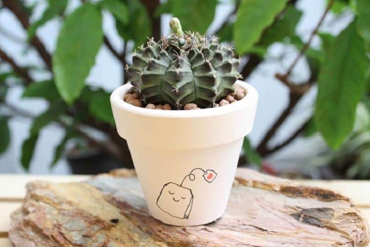 Có nên trồng xương rồng trong phòng ngủ