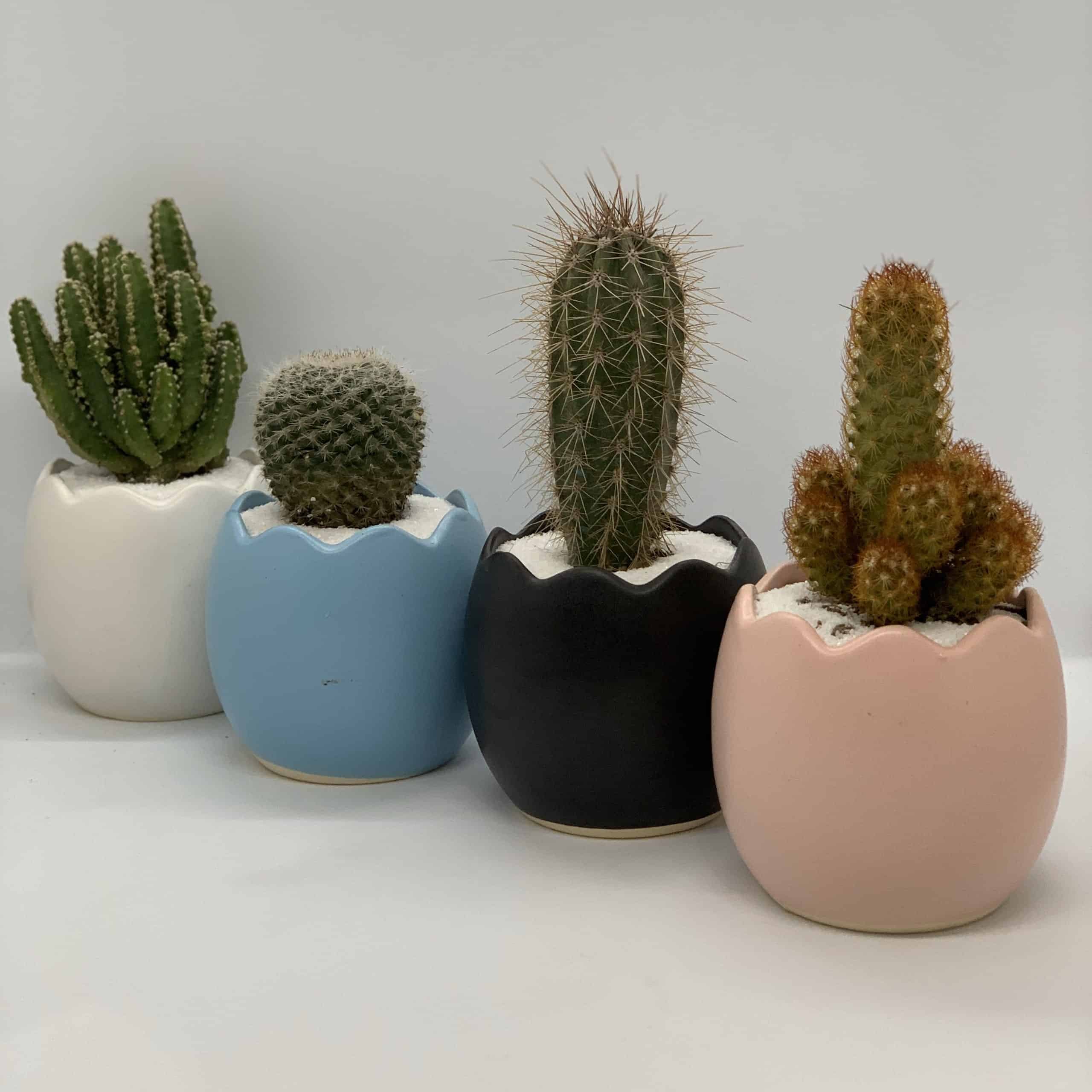 Có nên trồng xương rồng trong phòng ngủ