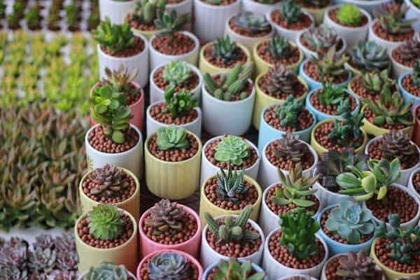 Nên trồng xương rồng trong phòng ngủ không?