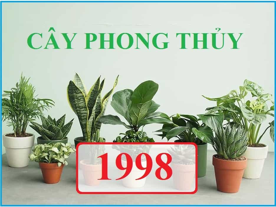 1998 hợp cây gì