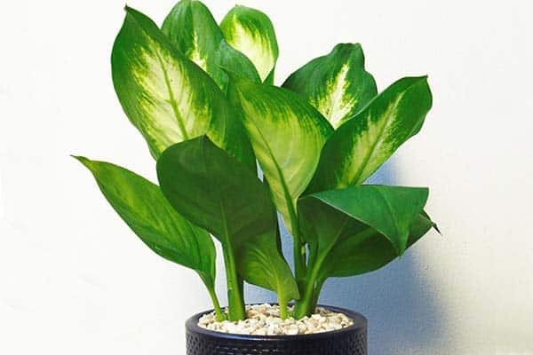 mậu dần 1998 hợp với cây gì