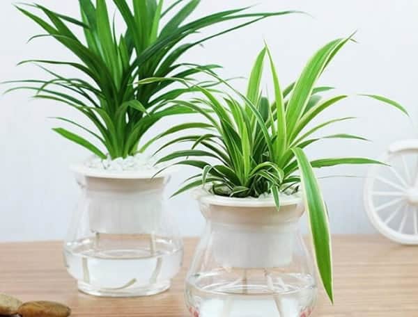 tuổi dần 1998 hợp với cây gì