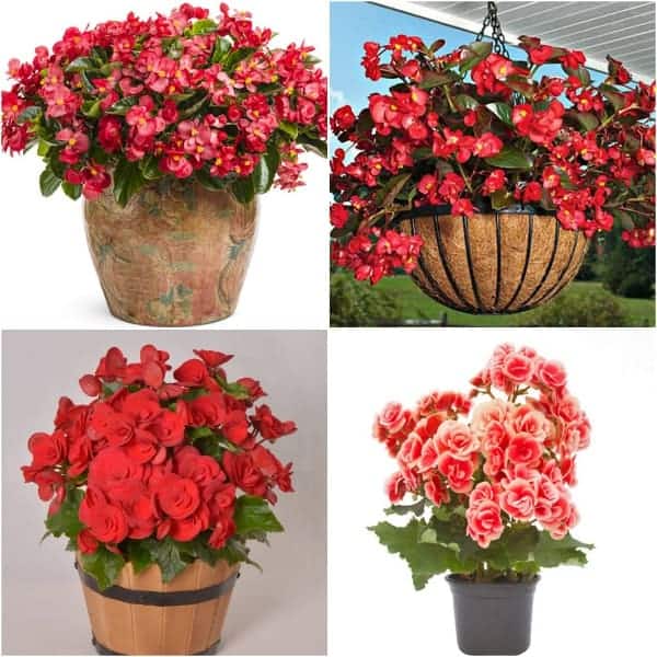 ý nghĩa của loài hoa thu hải đường