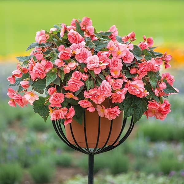 ý nghĩa của hoa thu hải đường