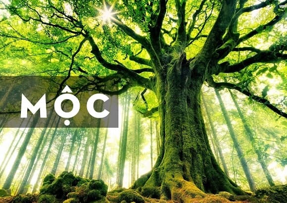 cây sử quân tử phong thủy