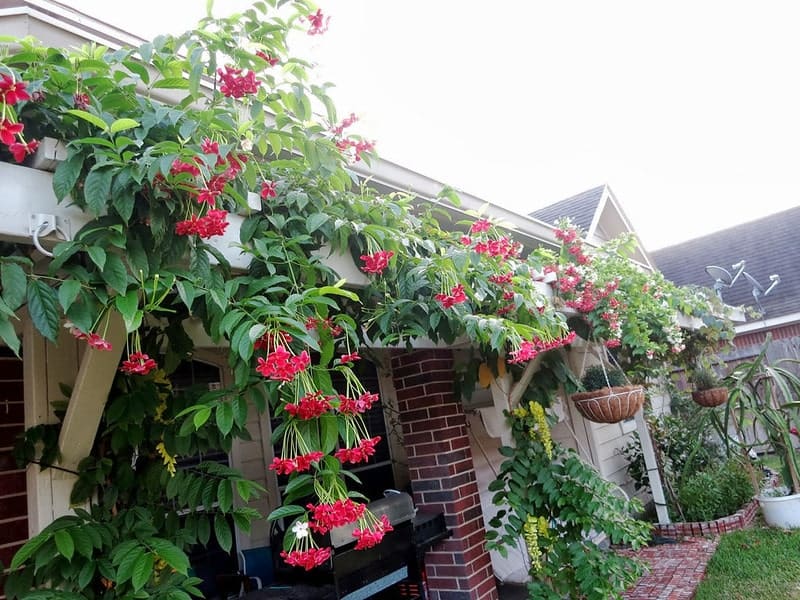 cây sử quân tử phong thủy